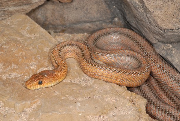 Baird's rat snake