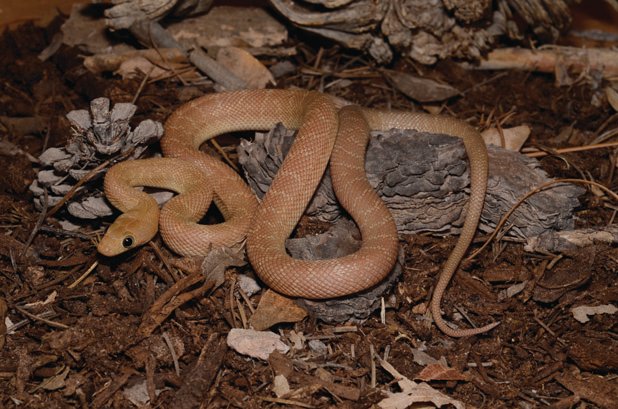 Baja rat snake
