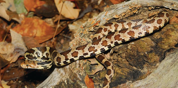 Eastern fox snake