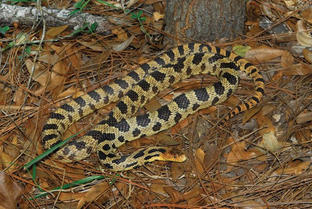 Western fox snake