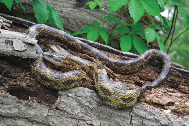 Texas rat snake