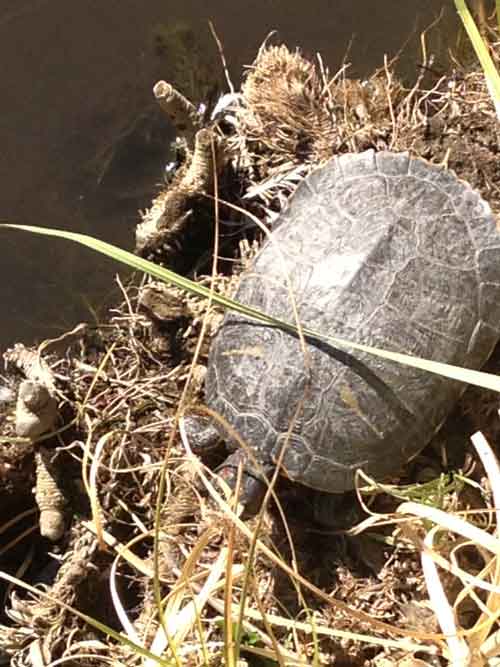 red eared slider