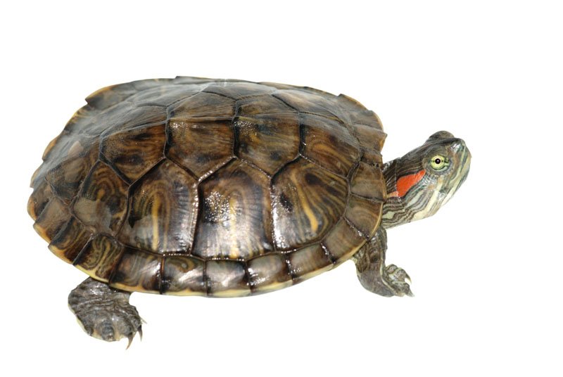 red-eared slider