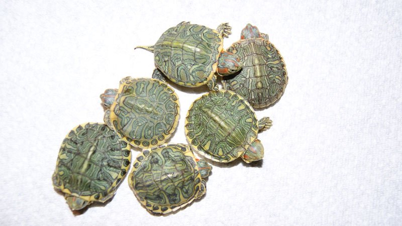 red eared slider