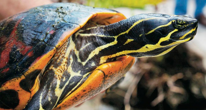 red-eared slider