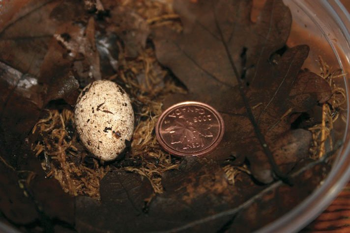 red-eyed crocodile skink egg
