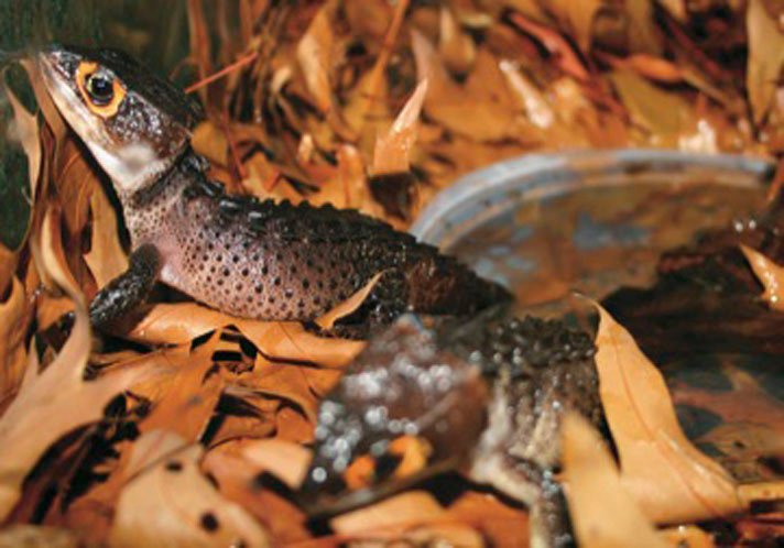 red-eyed crocodile skink