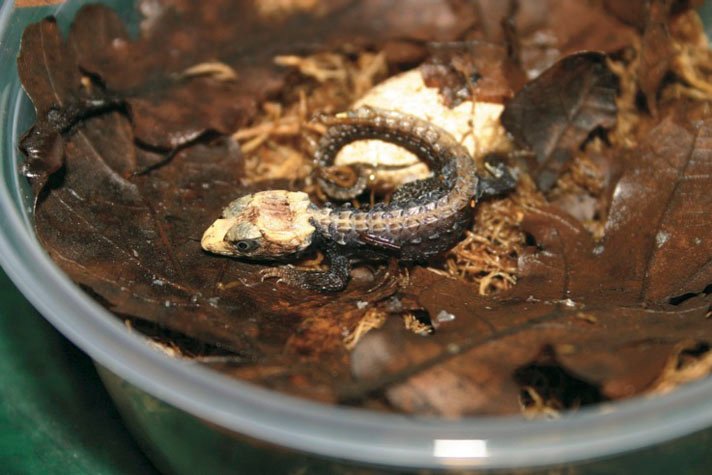 red-eyed crocodile skink