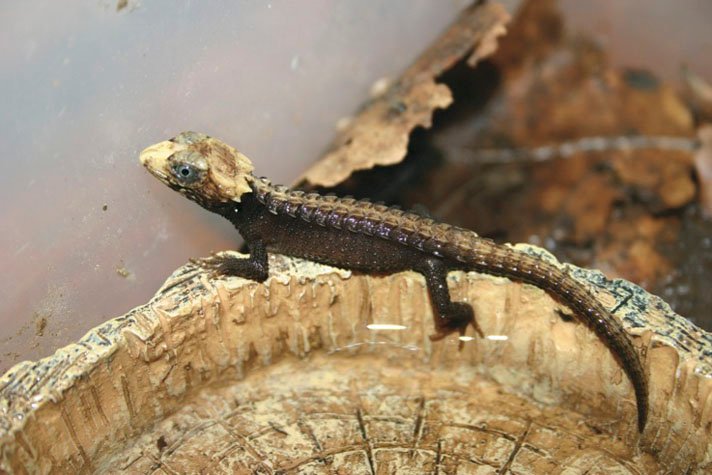 red-eyed crocodile skink