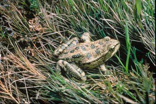 california red legged frog rana draytonii