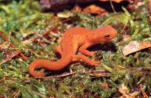 red spotted newt
