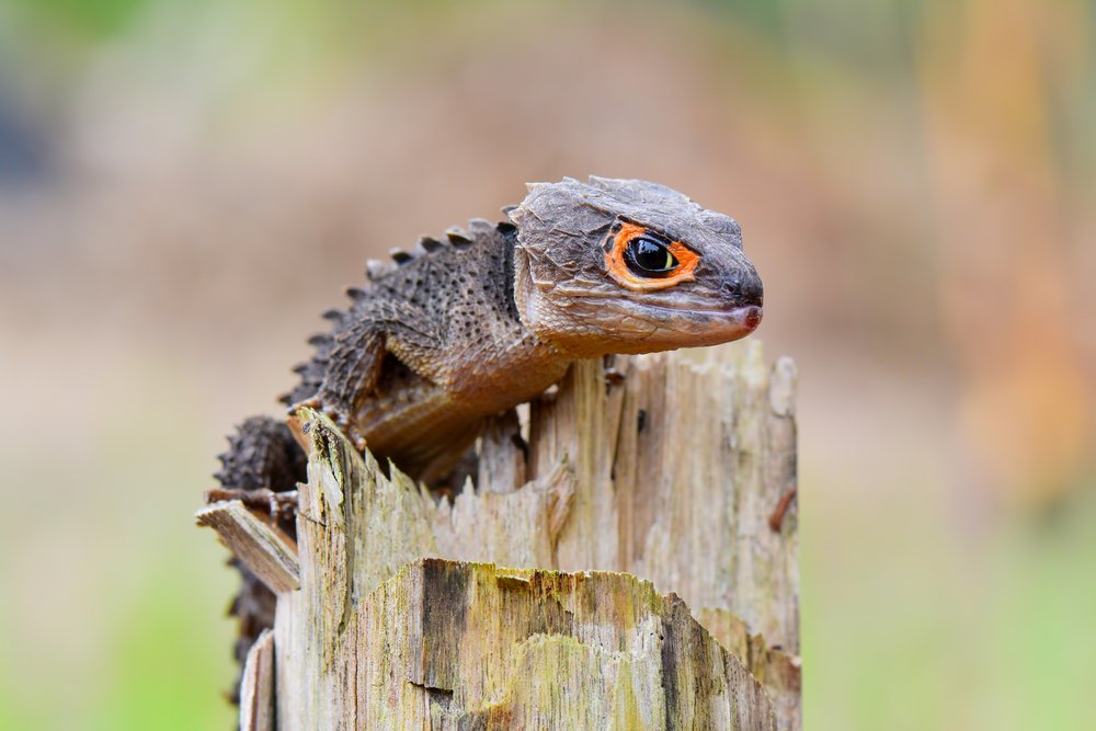 red-eyed crocodile skink