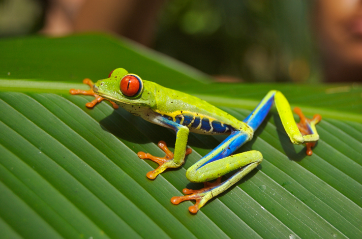 red-eyed tree frog