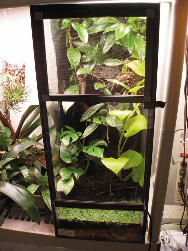 reed frog habitat