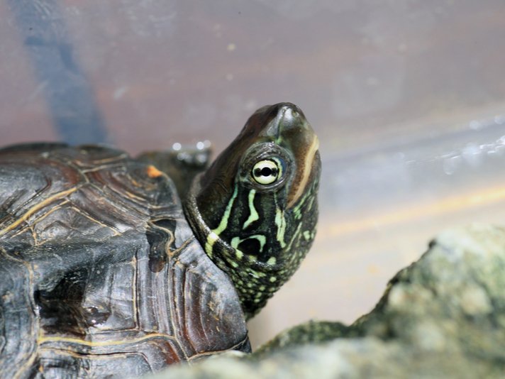 Reeve's turtle