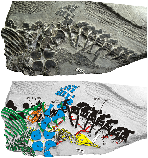 The Chaohusaurus fossil was found in China.