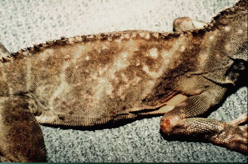 Salmonella