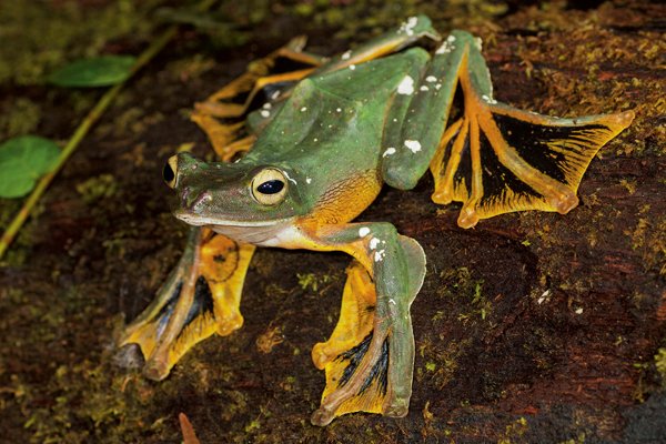 /Rhacophorus nigropalmatus