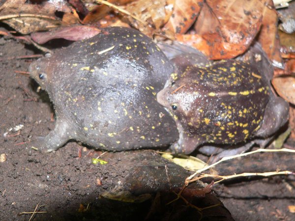 Mexican burrowing toad