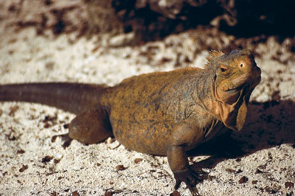 rock iguana