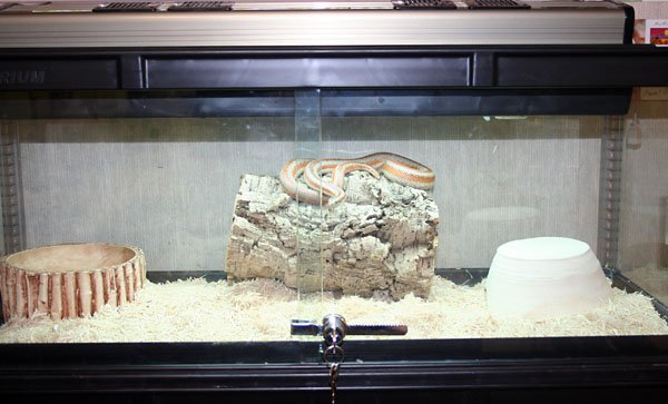 Rosy boa enclosure 