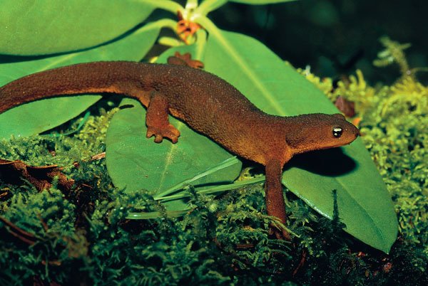 Rough skinned newt