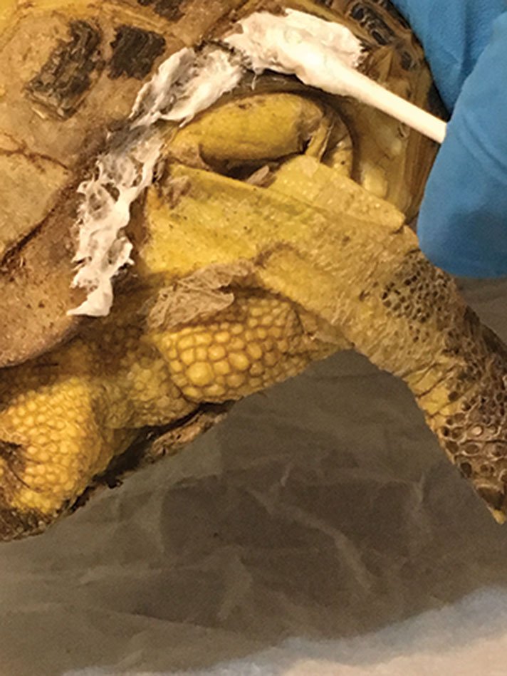 Russian tortoise shell damage