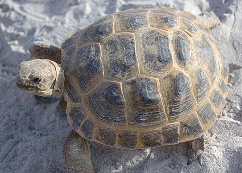 Russian tortoise