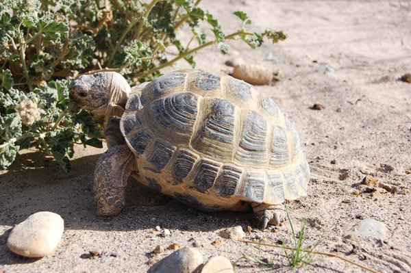 Russian tortoise