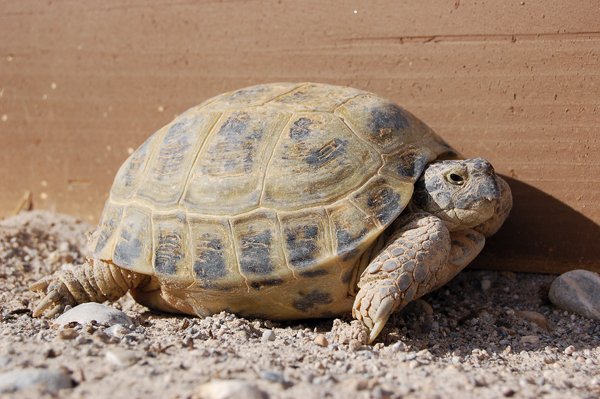 Russian tortoise