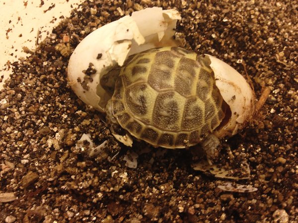 Russian tortoises
