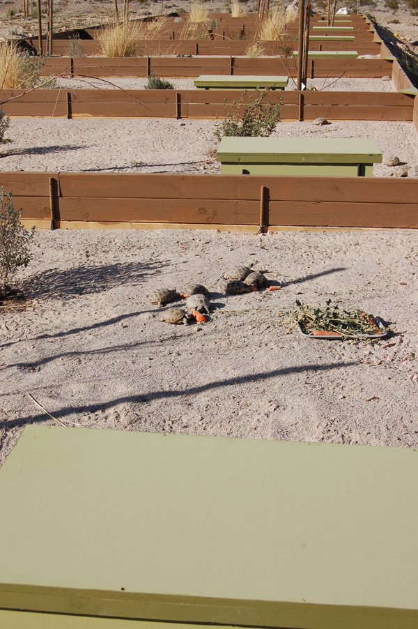 russian tortoise pen