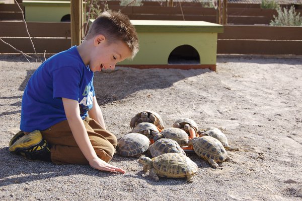Russian tortoise
