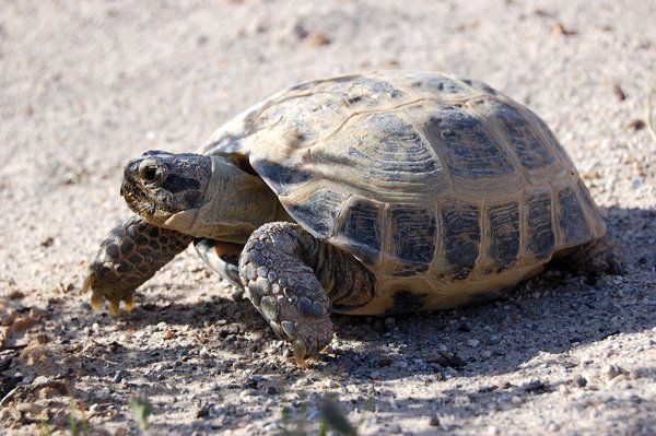 russian tortoise