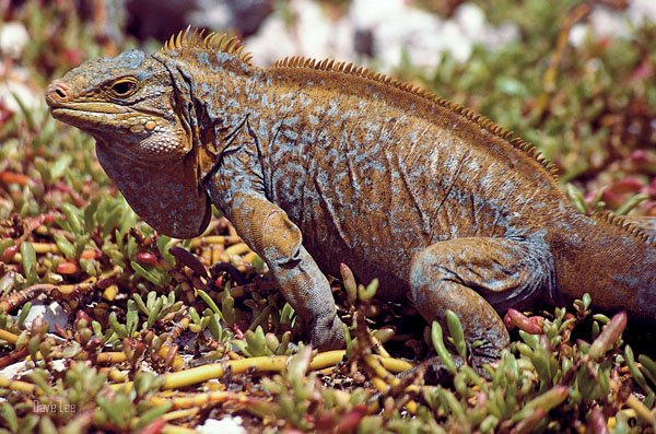 San Salvador Iguana