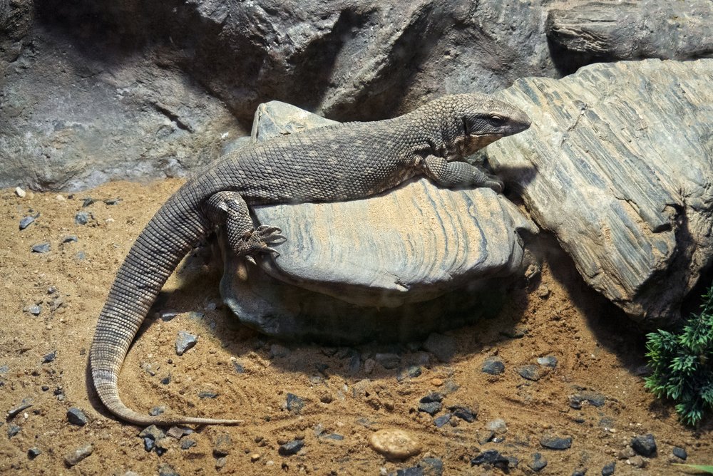 Savannah monitor
