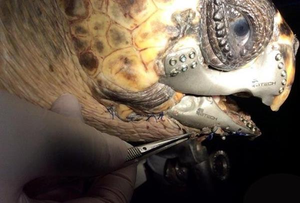 loggerhead sea turtle with prosthetic jaw