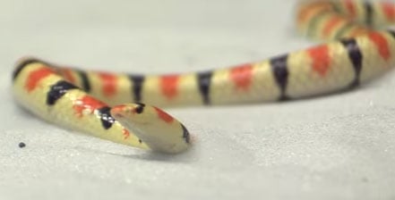 Shovel nosed snake