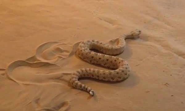 sidewinder