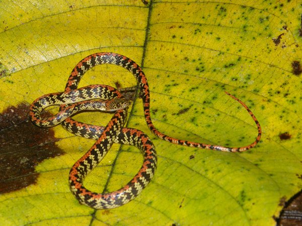 Siphlophus cervinus