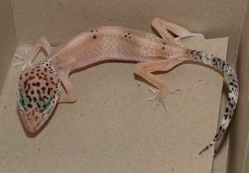 leopard gecko stick tail