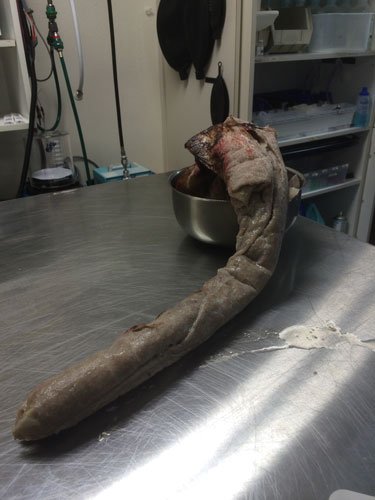 snakes do the darndest things