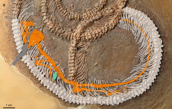 scan showing lizard in belly of snake