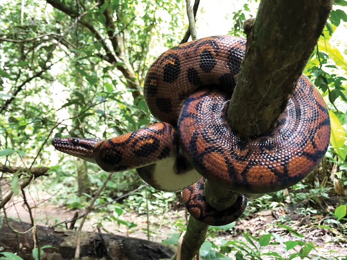Rainbow boa