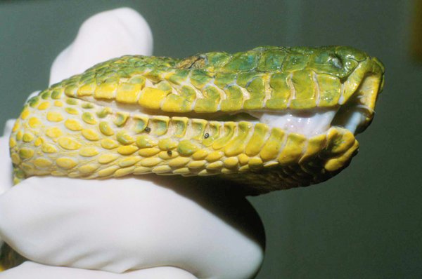 snake with mites
