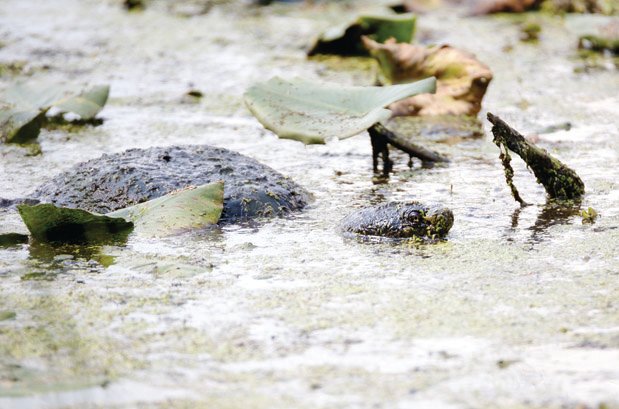 common snapping turtle