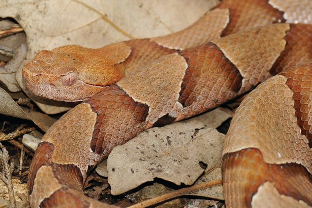 copperhead