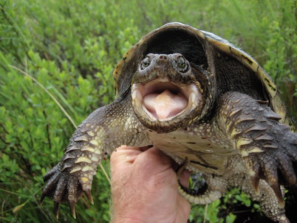 snapping turtle
