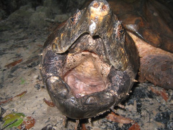 alligator snapping turtle 