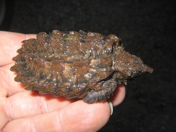 snapping turtle